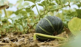 荷兰网红吃瓜事件真相揭秘,揭秘背后真相与争议